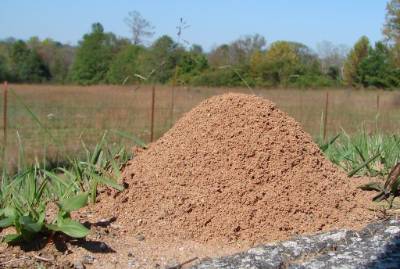 Fire ant mound in pasture